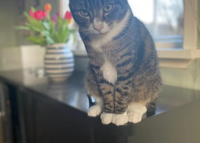 Shared בית אירוח *